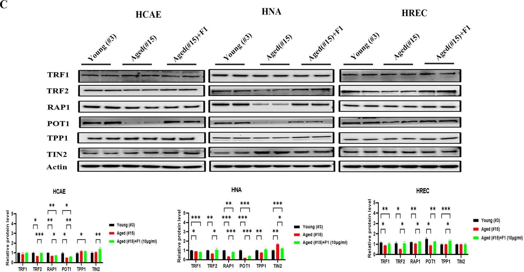 Fig.1.C showing Western Blotting in a Mus musculus (House mouse) sample from the publication: Ginsenoside F1-Mediated Telomere Preservation Delays Cellular Senescence.