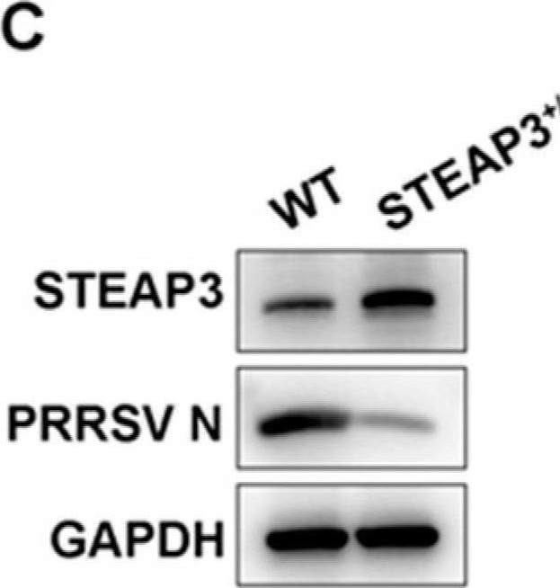 Fig.1.C showing Western Blotting from the publication: STEAP3 Inhibits Porcine Reproductive and Respiratory Syndrome Virus Replication by Regulating Fatty Acid and Lipid Droplet Synthesis.