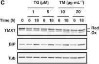 Fig.3.C showing Western Blotting in a Homo sapiens (Human) sample from the publication: Transmembrane thioredoxin-related protein TMX1 is reversibly oxidized in response to protein accumulation in the endoplasmic reticulum.