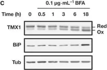 Fig.2.C showing Western Blotting in a Homo sapiens (Human) sample from the publication: Transmembrane thioredoxin-related protein TMX1 is reversibly oxidized in response to protein accumulation in the endoplasmic reticulum.