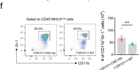 Fig.5.F showing Flow cytometry/Cell sorting in a Mus musculus (House mouse) sample from the publication: Myeloid-derived suppressor cell inhibits T-cell-based defense against Klebsiella pneumoniae infection via IDO1 production.