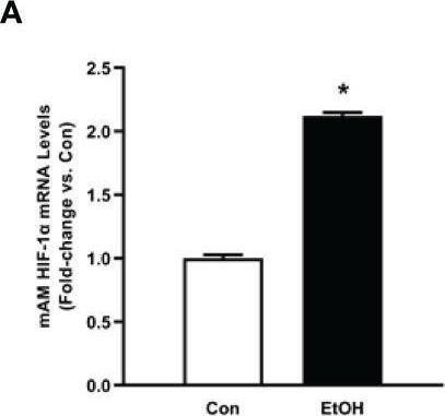 Fig.4.A from the publication: Alcohol-Induced Glycolytic Shift in Alveolar Macrophages Is Mediated by Hypoxia-Inducible Factor-1 Alpha.