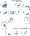 Fig.4.A showing Flow cytometry/Cell sorting in a Mus musculus (House mouse) sample from the publication: ACE2 is the critical in vivo receptor for SARS-CoV-2 in a novel COVID-19 mouse model with TNF- and IFNγ-driven immunopathology.