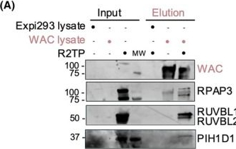 Fig.2.A showing Western Blotting from the publication: Characterization of WAC interactions with R2TP and TTT chaperone complexes linking glucose and glutamine availability to mTORC1 activity.