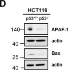 Fig.2.D showing Western Blotting from the publication: Impact of p53 status on TRAIL-mediated apoptotic and non-apoptotic signaling in cancer cells.