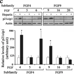 Fig.6.C showing Western Blotting from the publication: Diverse Responses of Oligodendrocytes to Different FGF-Family Members: Uncoupling Structure-Function Relationship Within FGF Subfamilies.
