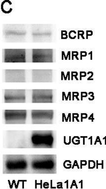 Fig.2.C showing Western Blotting in a Homo sapiens (Human) sample from the publication: Mechanism of the efflux transport of demethoxycurcumin-O-glucuronides in HeLa cells stably transfected with UDP-glucuronosyltransferase 1A1.
