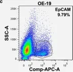 Fig.1.C showing Flow cytometry/Cell sorting from the publication: Drug-induced expression of EpCAM contributes to therapy resistance in esophageal adenocarcinoma.