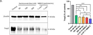 TACSTD2/TROP2 (E8Y8S) Rabbit Monoclonal Antibody | Cell Signaling