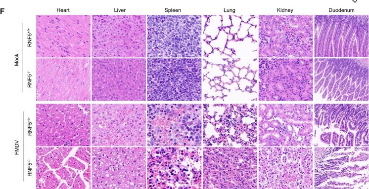 Fig.6.F showing Immunohistochemistry in a Mus musculus (House mouse) sample from the publication: RING finger protein 5 is a key anti-FMDV host factor through inhibition of virion assembly.