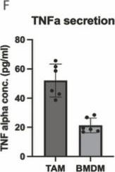 Fig.1.F showing Enzyme-linked immunosorbent assay from the publication: Tumor-associated macrophages promote ferroptosis resistance in glioblastoma by stimulating iron-loaded extracellular vesicle release.
