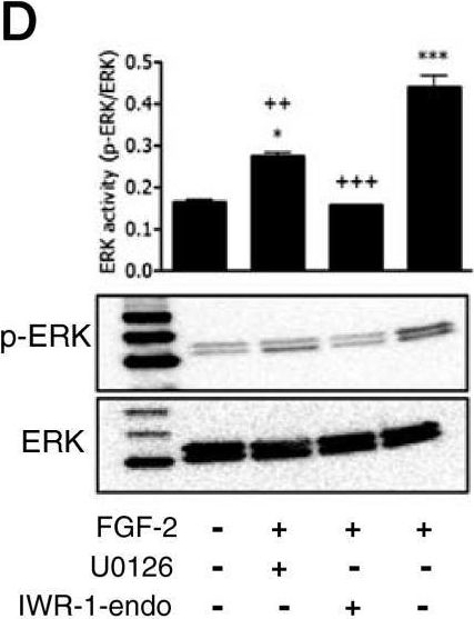 Fig.4.D showing Western Blotting from the publication: FGF-2 released from degenerating neurons exerts microglial-induced neuroprotection via FGFR3-ERK signaling pathway.