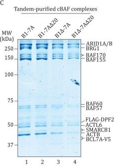 Fig.3.C showing Western Blotting in a Homo sapiens (Human) sample from the publication: BCL7A's arginine anchor links nucleosome recognition to&nbsp;chromatin remodeling and diffuse large B-cell lymphoma tumor suppression.