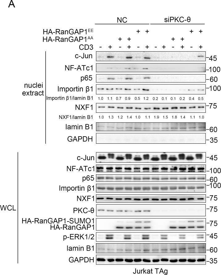 Fig.8.A showing Western Blotting in a Homo sapiens (Human) sample from the publication: T-cell receptor (TCR) signaling promotes the assembly of RanBP2/RanGAP1-SUMO1/Ubc9 nuclear pore subcomplex via PKC-θ-mediated phosphorylation of RanGAP1.