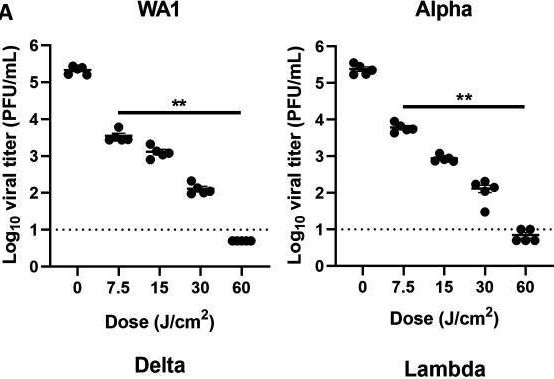 Fig.2.A from the publication: The pan-variant potential of light: 425 nm light inactivates SARS-CoV-2 variants of concern and non-cytotoxic doses reduce viral titers in human airway epithelial cells.