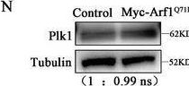 Fig.5.N showing Western Blotting in a Mus musculus (House mouse) sample from the publication: Arf1 GTPase Regulates Golgi-Dependent G2/M Transition and Spindle Organization in Oocyte Meiosis.