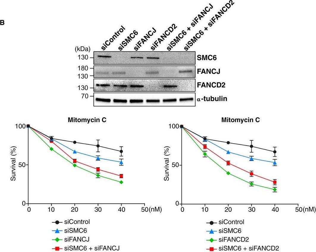 Fig.4.B showing Western Blotting in a Homo sapiens (Human) sample from the publication: SMC5/6 acts jointly with Fanconi anemia factors to support DNA repair and genome stability.