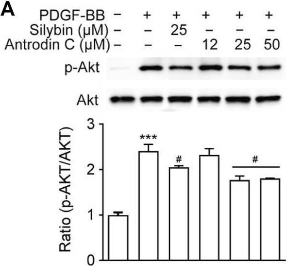 Fig.5.A showing Western Blotting in a Rattus norvegicus (Rat) sample from the publication: Antrodia camphorata-Derived Antrodin C Inhibits Liver Fibrosis by Blocking TGF-Beta and PDGF Signaling Pathways.