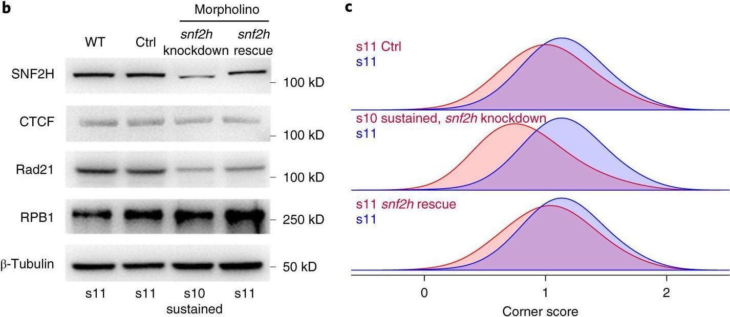 Fig.6.B showing Western Blotting from the publication: Three-dimensional folding dynamics of the Xenopus tropicalis genome.