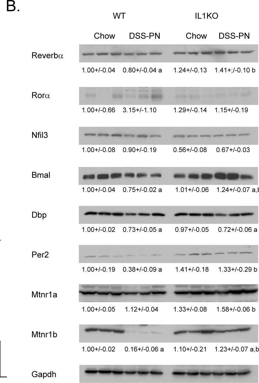 Fig.5.B showing Western Blotting in a Mus musculus (House mouse) sample from the publication: Expression of circadian regulatory genes is dysregulated by increased cytokine production in mice subjected to concomitant intestinal injury and parenteral nutrition.