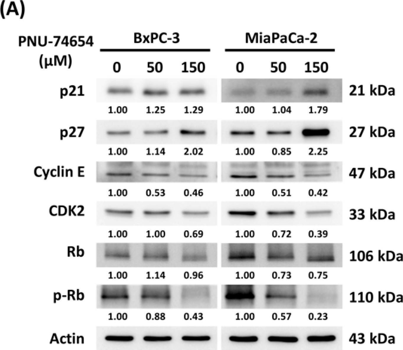 Fig.3.A showing Western Blotting from the publication: PNU-74654 Induces Cell Cycle Arrest and Inhibits EMT Progression in Pancreatic Cancer.