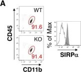Fig.3.A showing Flow cytometry/Cell sorting from the publication: Microglial SIRPα regulates the emergence of CD11c+ microglia and demyelination damage in white matter.