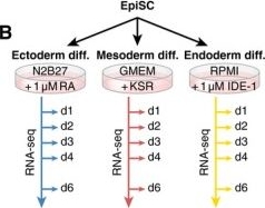 Fig.4.B from the publication: A gene regulatory network controls the balance between mesendoderm and ectoderm at pluripotency exit.