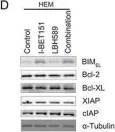 Fig.4.D showing Western Blotting from the publication: Combining BET and HDAC inhibitors synergistically induces apoptosis of melanoma and suppresses AKT and YAP signaling.