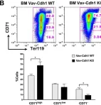 Fig.3.B showing Flow cytometry/Cell sorting from the publication: Efficient terminal erythroid differentiation requires the APC/C cofactor Cdh1 to limit replicative stress in erythroblasts.