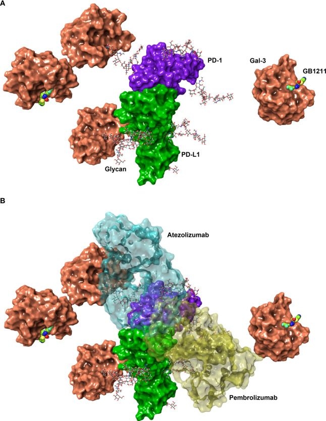 Fig.1.A from the publication: Resistance to anti-PD-1/anti-PD-L1: galectin-3 inhibition with GB1211 reverses galectin-3-induced blockade of pembrolizumab and atezolizumab binding to PD-1/PD-L1.