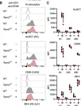 Fig.2.B showing Flow cytometry/Cell sorting from the publication: TRPM2 Is Not Required for T-Cell Activation and Differentiation.