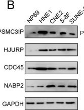 Fig.6.B showing Western Blotting from the publication: Comprehensive Characterization of Stem Cell Landscape Identifies Novel Stemness-Relevant Genes for Nasopharyngeal Carcinoma Therapy.