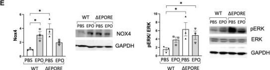 Phospho-p44/42 MAPK (Erk1) (Tyr204)/(Erk2) (Tyr187) (D1H6G) Mouse