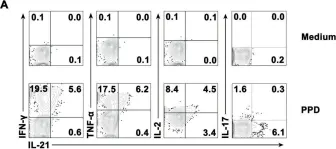 Fig.2.A showing Flow cytometry/Cell sorting from the publication: Antigen-specific human NKT cells from tuberculosis patients produce IL-21 to help B cells for the production of immunoglobulins.