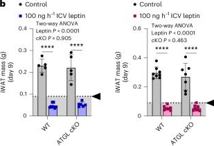 Fig.4.B from the publication: A catecholamine-independent pathway controlling adaptive adipocyte lipolysis.