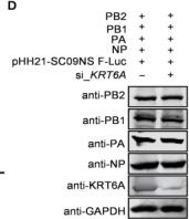Fig.8.D showing Western Blotting in a Homo sapiens (Human) sample from the publication: KRT6A Restricts Influenza A Virus Replication by Inhibiting the Nuclear Import and Assembly of Viral Ribonucleoprotein Complex.