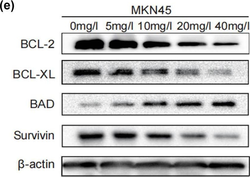 Fig.5.E showing Western Blotting from the publication: H2valdien3 arrests the cell cycle and induces apoptosis of gastric cancer.
