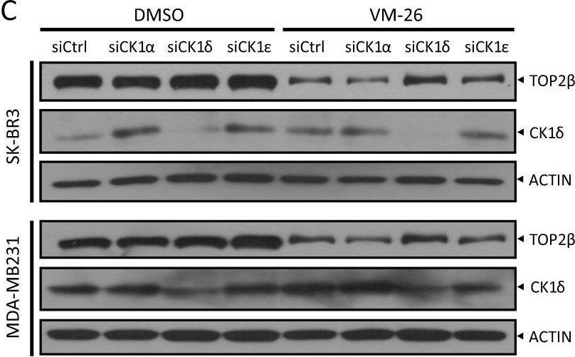 Fig.5.C showing Western Blotting in a Homo sapiens (Human) sample from the publication: SCFβ-TrCP-mediated degradation of TOP2β promotes cancer cell survival in response to chemotherapeutic drugs targeting topoisomerase II.