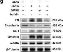 Fig.1.G showing Western Blotting from the publication: Bufalin post-transcriptionally suppresses STAT3 to alleviate renal ferroptosis and tubulointerstitial fibrosis in diabetic kidney disease.