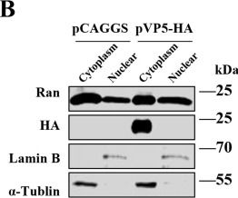 Fig.7.B showing Western Blotting in a Gallus gallus domesticus (Chicken) sample from the publication: Infectious bursal disease virus VP5 triggers host shutoff in a transcription-dependent manner.