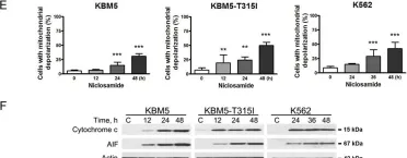 Fig.4.E showing Western Blotting from the publication: Anthelmintic niclosamide suppresses transcription of BCR-ABL fusion oncogene via disabling Sp1 and induces apoptosis in imatinib-resistant CML cells harboring T315I mutant.