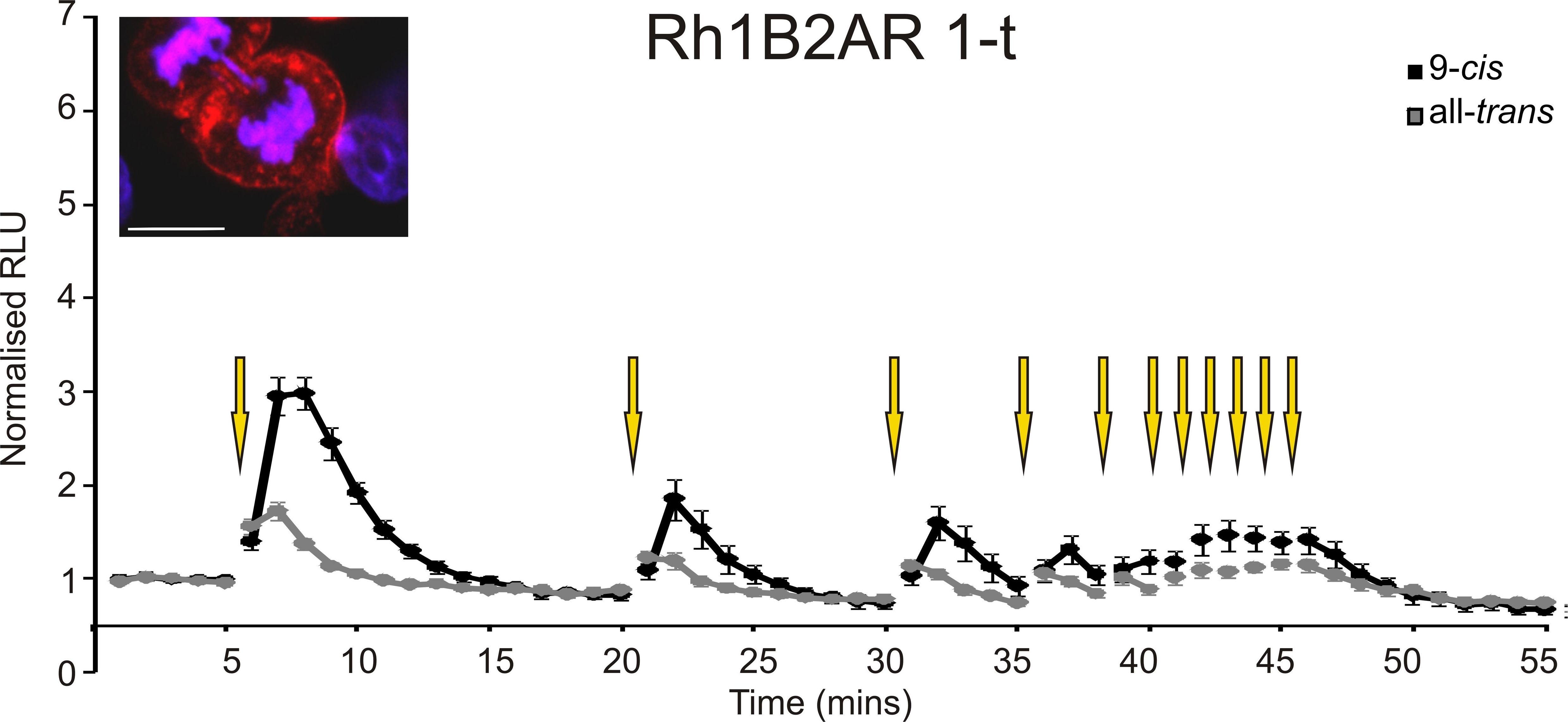 opsin antibodies Antibody search engine CiteAb
