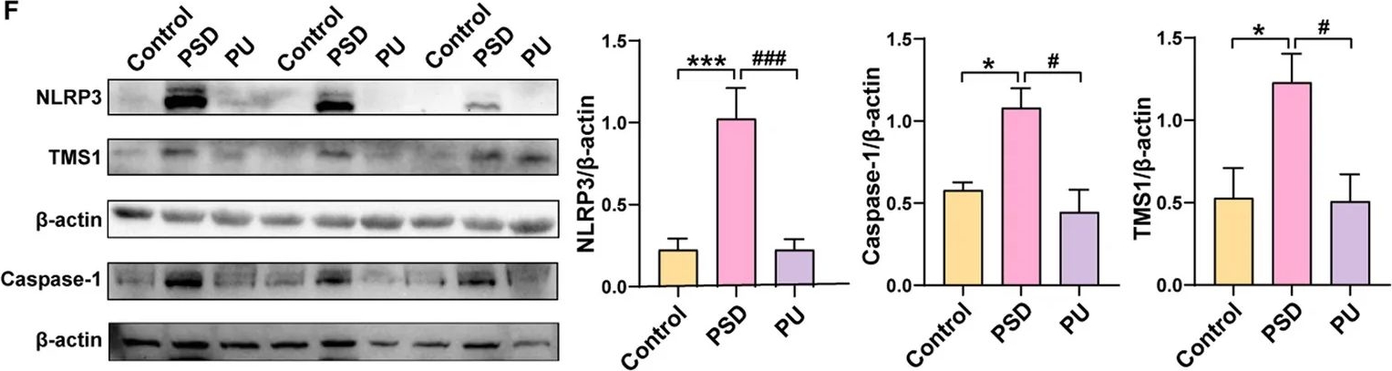 Fig.5.F showing Western Blotting from the publication: Dual modulation of the NLRP3/CASPASE-1 inflammasome pathway and gut microbial metabolism: the antidepressant mechanism of puerarin.