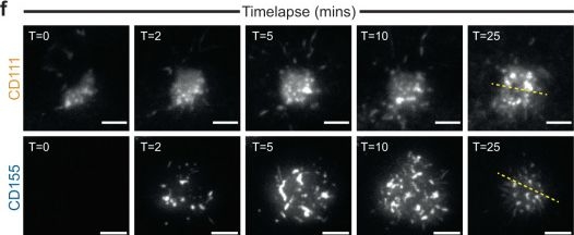 Fig.3.F showing Immunocytochemistry-immunofluorescence from the publication: TIGIT can inhibit T cell activation via ligation-induced nanoclusters, independent of CD226 co-stimulation.