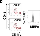 Fig.3.D showing Flow cytometry/Cell sorting from the publication: Microglial SIRPα regulates the emergence of CD11c+ microglia and demyelination damage in white matter.