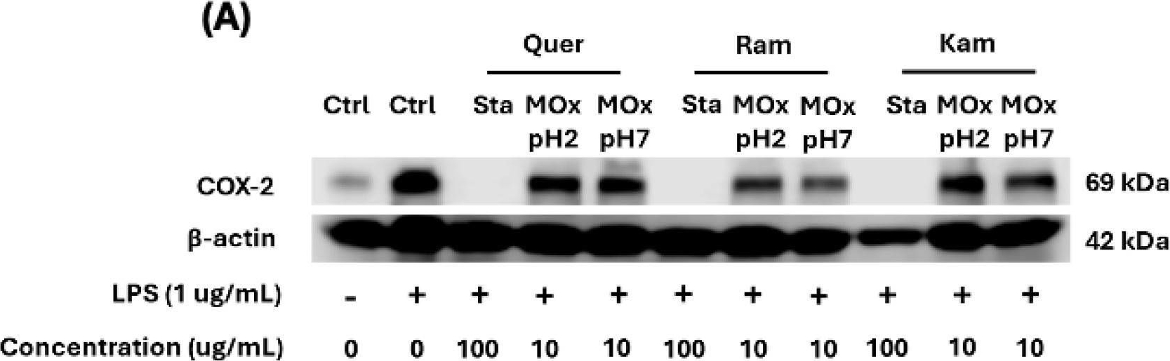Fig.10.A showing Western Blotting in a Mus musculus (House mouse) sample from the publication: Gross Antioxidant Capacity and Anti-Inflammatory Potential of Flavonol Oxidation Products: A Combined Experimental and Theoretical Study.
