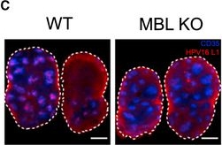 Fig.5.C from the publication: Mannose-binding lectin and complement mediate follicular localization and enhanced immunogenicity of diverse protein nanoparticle immunogens.