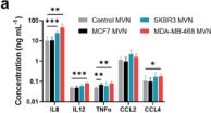 Fig.3.A from the publication: Personalized Vascularized Models of Breast Cancer Desmoplasia Reveal Biomechanical Determinants of Drug Delivery to the Tumor.