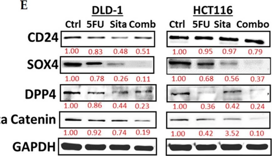 Fig.9.E showing Western Blotting from the publication: Preclinical Repurposing of Sitagliptin as a Drug Candidate for Colorectal Cancer by Targeting CD24/CTNNB1/SOX4-Centered Signaling Hub.