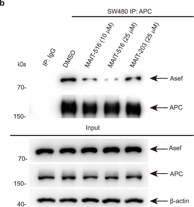 Fig.4.B showing Western Blotting in a Homo sapiens (Human) sample from the publication: Rational design of a sensitivity-enhanced tracer for discovering efficient APC-Asef inhibitors.